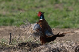 Bažant obecný  ( Phasianus colchicus )