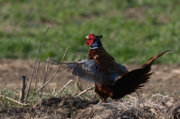 Bažant obecný  ( Phasianus colchicus )