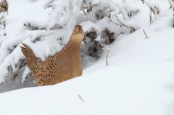 Bažant obecný - slepice
