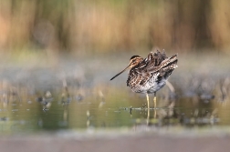 Bekasina otavní  ( Gallinago  gallinago )