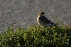 Bělořit šedý  ( Oenanthe oenanthe )