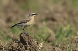 Bělořit šedý  ( Oenanthe oenatnhe )