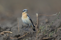 Bělořit šedý  ( Oenanthe oenatnhe )