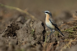 Bělořit šedý  ( Oenanthe oenatnhe )