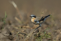 Bělořit šedý  ( Oenanthe oenatnhe )