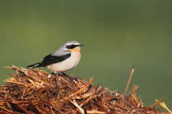 Bělořit šedý  ( Oenanthe oenatnhe )