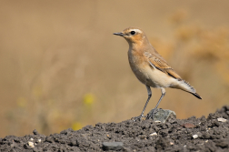 Bělořit šedý  ( Oenanthe oenatnhe )