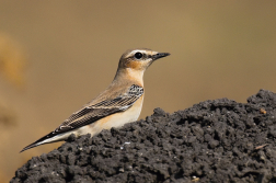 Bělořit šedý  ( Oenanthe oenatnhe )