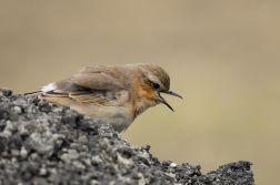 Bělořit šedý  ( Oenanthe oenatnhe )