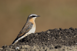 Bělořit šedý  ( Oenanthe oenatnhe )