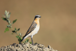 Bělořit šedý  ( Oenanthe oenatnhe )