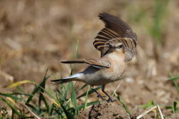 Bělořit šedý  ( Oenanthe oenatnhe )