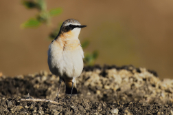Bělořit šedý  ( Oenanthe oenatnhe )
