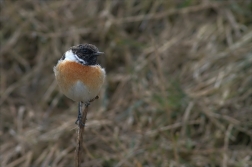 Bramborníček černohlavý