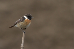 Bramborníček černohlavý