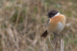 Bramborníček černohlavý