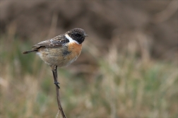 Bramborníček černohlavý