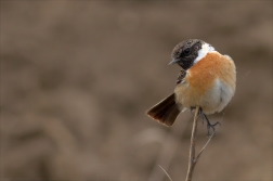 Bramborníček černohlavý