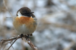 Bramborníček černohlavý