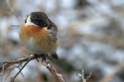 Bramborníček černohlavý