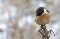 Bramborníček černohlavý