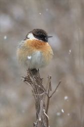 Bramborníček černohlavý