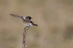 Bramborníček černohlavý  ( Saxicola...