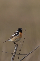 Bramborníček černohlavý  ( Saxicola...