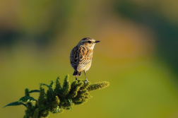 Bramborníček hnědý  ( Saxicola rubetra )