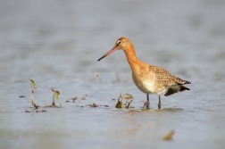 Břehouš černoocasý