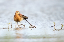 Břehouš černoocasý