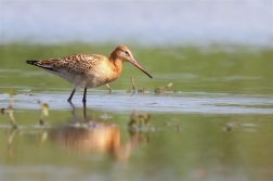 Břehouš černoocasý