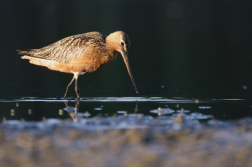 Břehouš rudý  (Limosa lapponica )