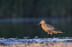 Břehouš rudý  (Limosa lapponica )