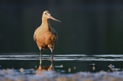 Břehouš rudý  (Limosa lapponica )
