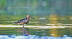 Břehouš rudý  (Limosa lapponica )