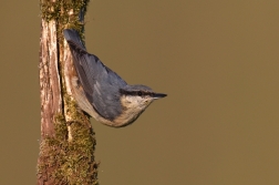 Brhlík lesní  (  Sitta europaea )
