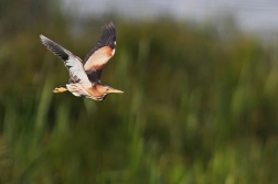 Bukáček malý  ( Phylloscopus collybita )