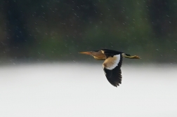 Bukáček  malý  ( Phylloscopus collybita )