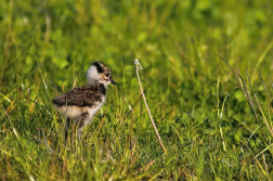 Čejka chocholatá  ( Vanelus vanelus )
