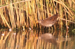 Chřástal kropenatý