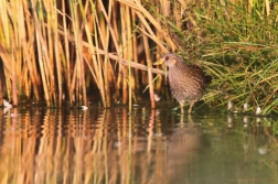 Chřástal kropenatý