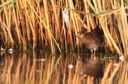Chřástal kropenatý