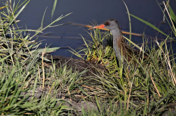 Chřástal vodní  ( Rallus aquaticus )