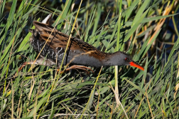 Chřástal vodní  ( Rallus aquaticus )