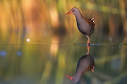 Chřástal vodní ( Rallus aquaticus )
