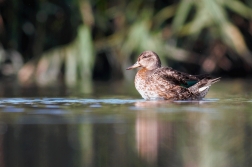 Čírka obecná ( Anas crecca )