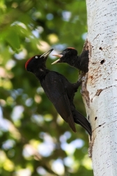 Datel černý ( Dryocopus martius )