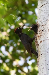 Datel černý ( Dryocopus martius )