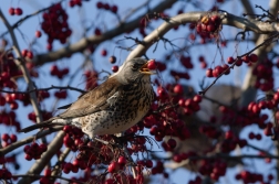 Drozd kvíčala  ( Turdus pilaris )